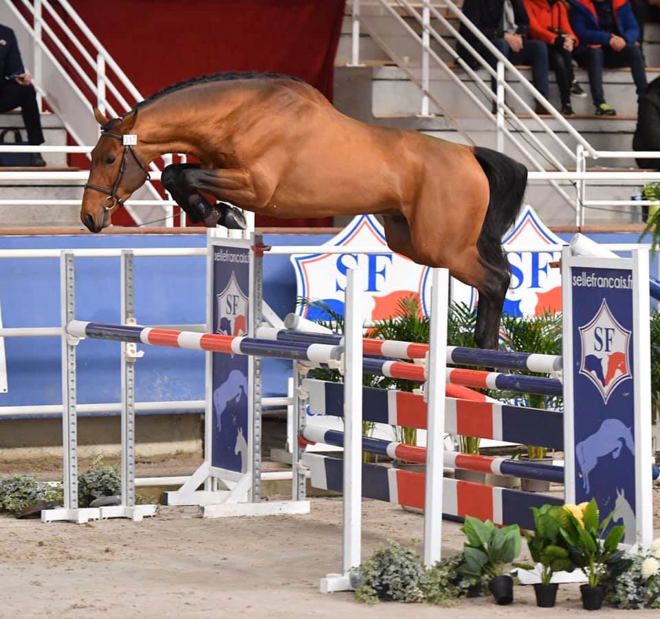 Championnat des étalons 2020 : les résultats des chevaux issus d'élevages de Bourgogne Franche-Comté sont connus