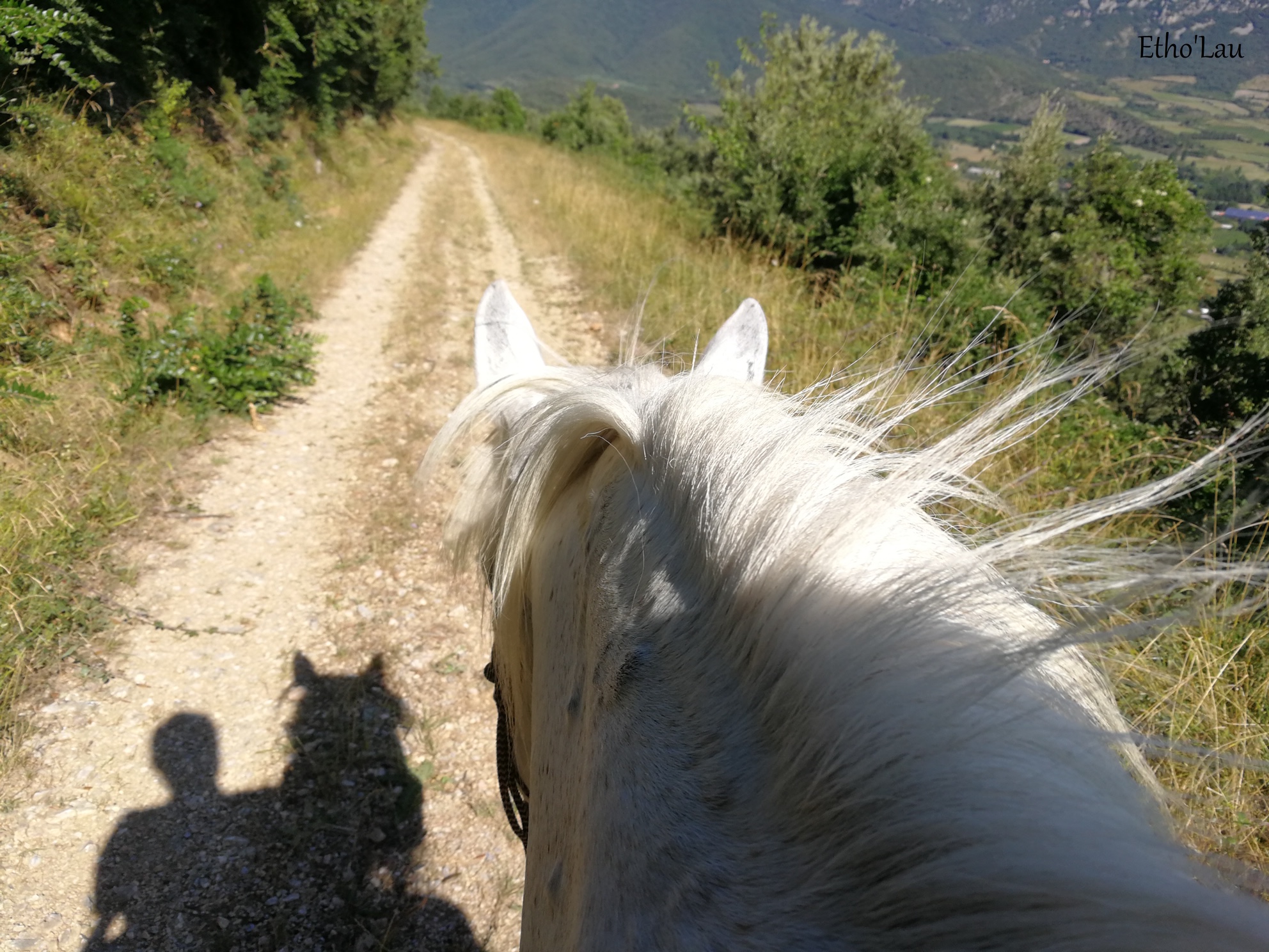 Antispécisme et Monde du Cheval, vers quel(s) chemin(s) ?