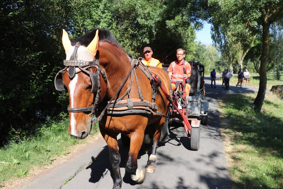 Saumur. Le Cob normand en quête d’un prix à Paris au nom de la biodiversité