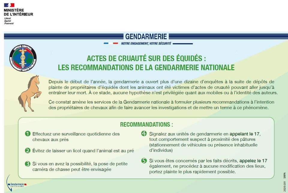 Actes de cruauté envers les équidés : recommandations et formulaire de contact gendarmerie