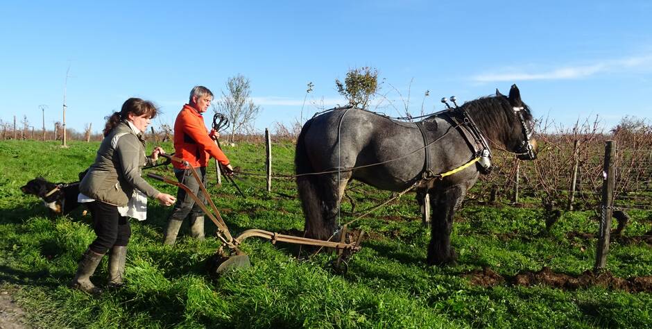 Vaudelnay. Le cheval apporte une aide précieuse