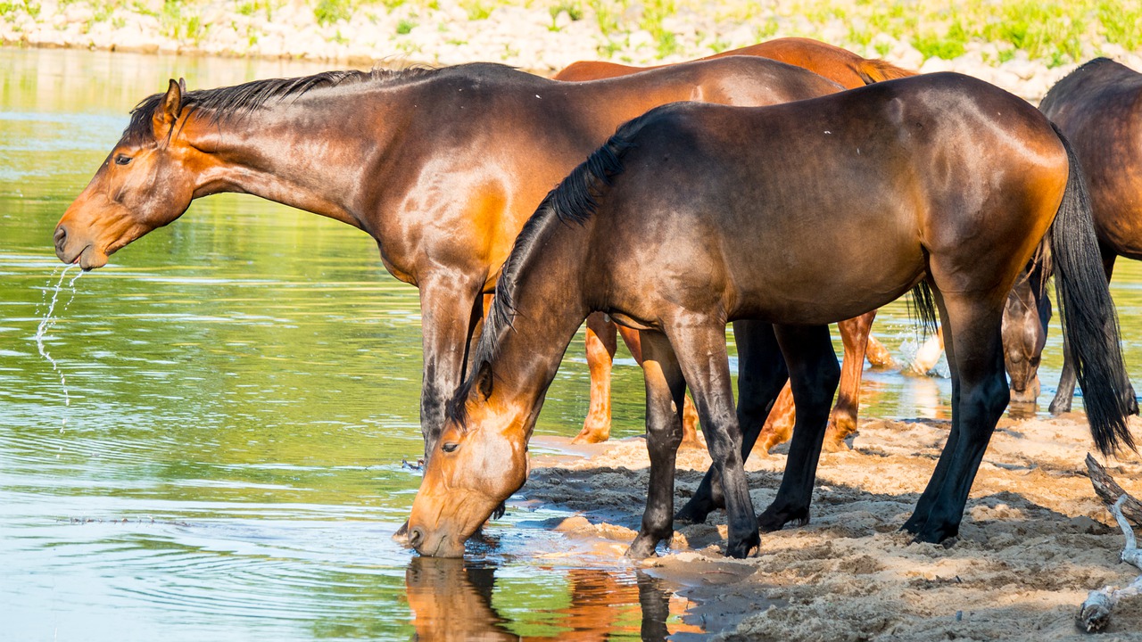 Appel à Projets intitulé « Changement climatique et impact sur les ressources en eau et les milieux naturels, anticiper le manque d’eau »