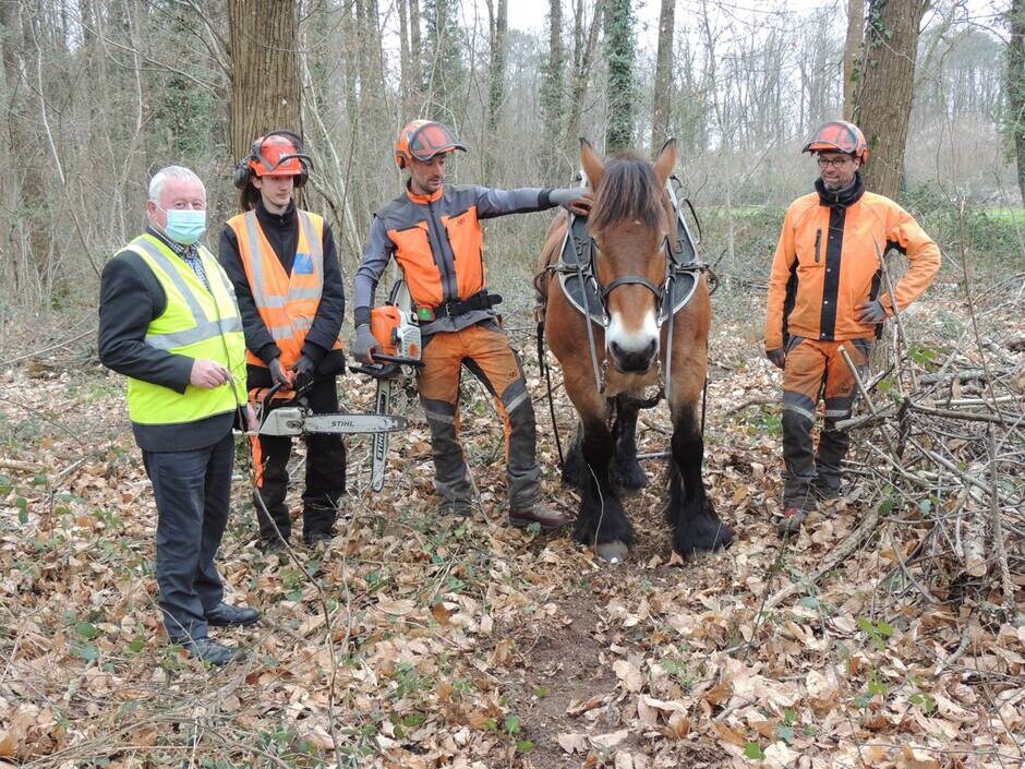 Brain-sur-Allonnes. Un débardage à cheval dans la forêt communale de Courcy