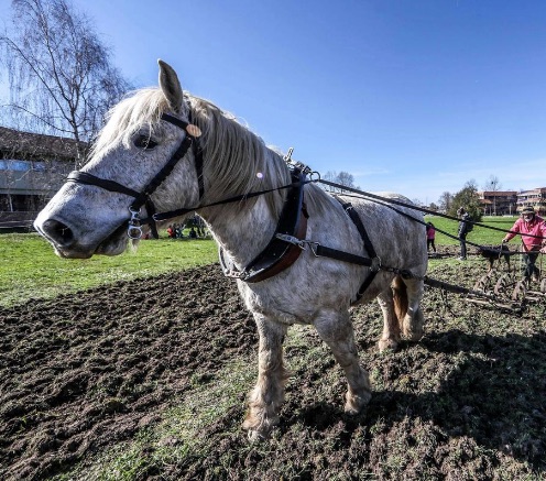 Université de Pau : un cheval pour labourer la terre du campus