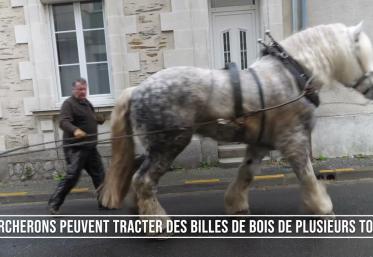 Angers: Chantier de débardage à cheval en ville