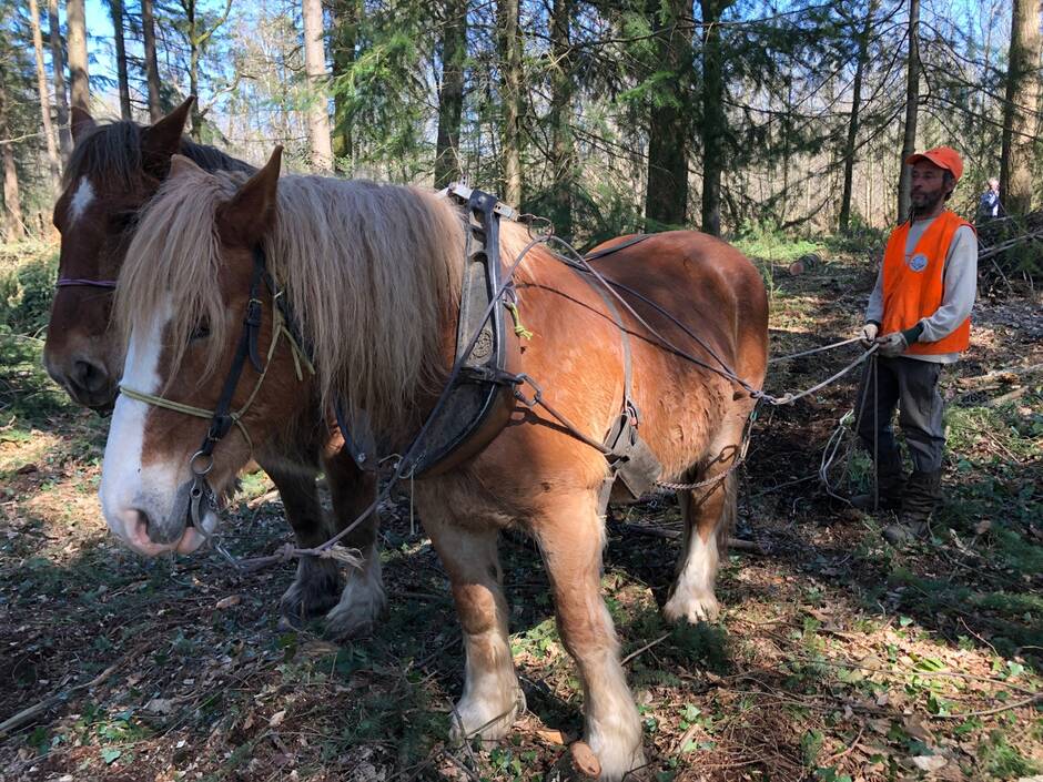 Vendée. Dans les forêts privées, le débardage peut se faire à cheval