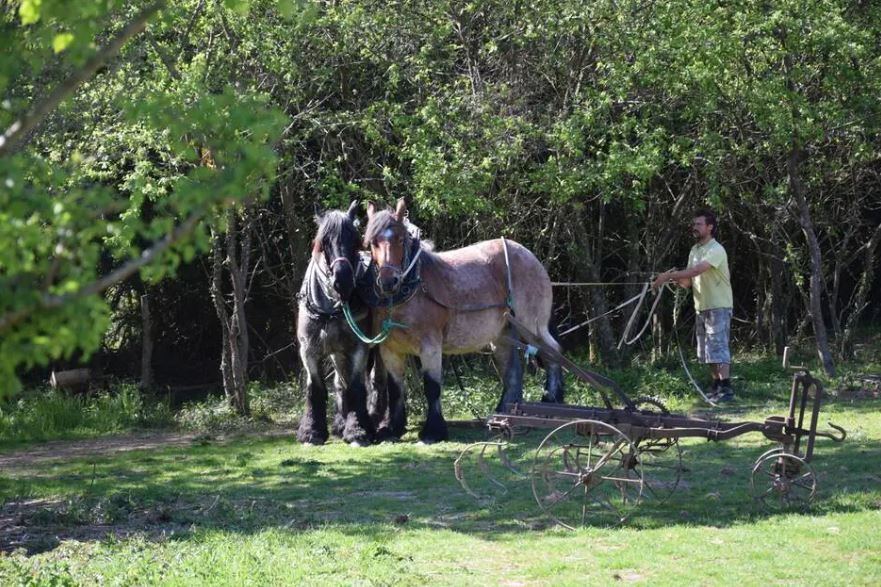 Pré-en-Pail. La traction animale, une autre façon de cultiver