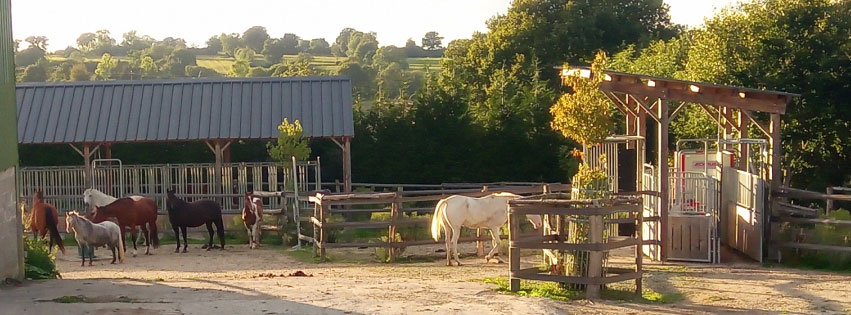 Willo Horse, une écurie active dans la Manche, labellisée EquuRES