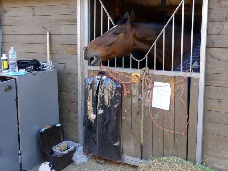 Yvré-l’Évêque. Fin de confinement sous contrôle pour les chevaux