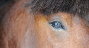 Le cheval : un atout pour le monde d’après en France et en Europe