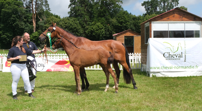 Championnat régional des foals au Haras National du Pin
