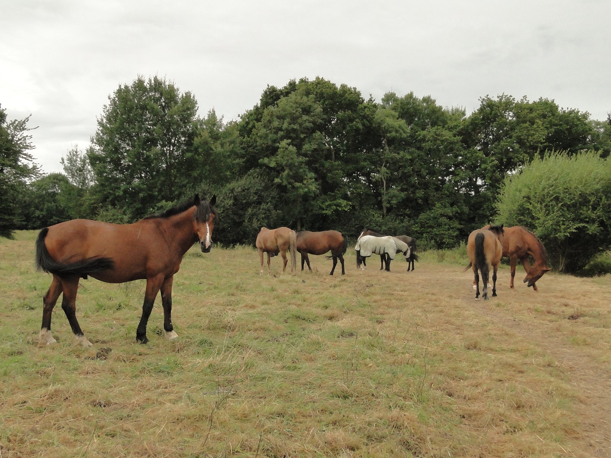 Le Centre équestre de Bretteville sur Odon, dans le Calvados, labellisé EquuRES