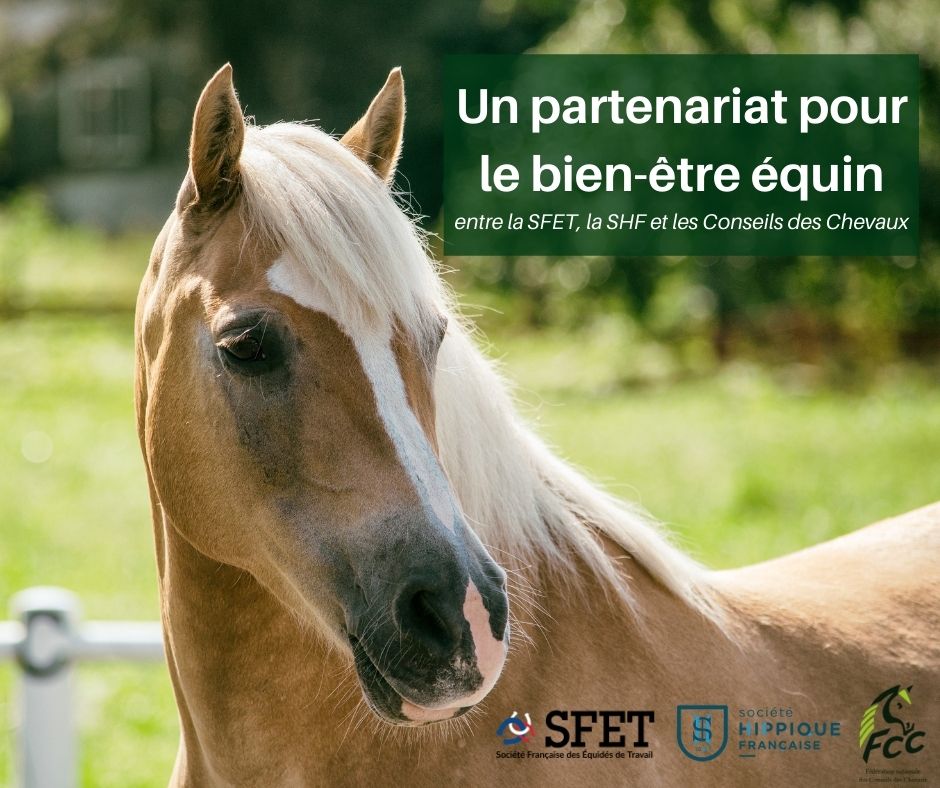 Un partenariat entre la SFET, la SHF et les Conseils des Chevaux à Equita Lyon 2021 pour le bien-être équin