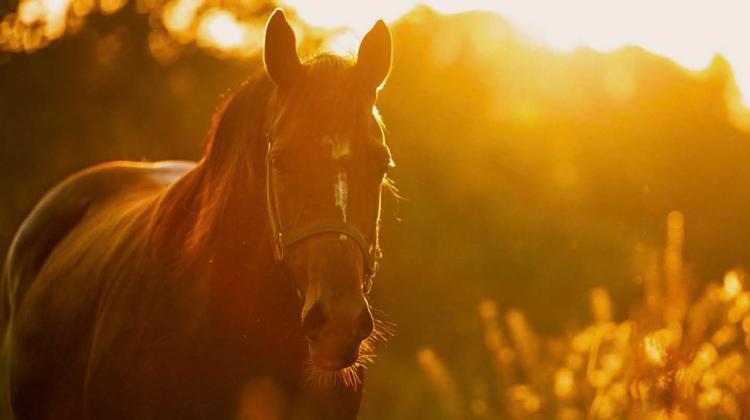 Les Conseils des chevaux, la SFET et la SHF nouent un partenariat en faveur du bien-être équin