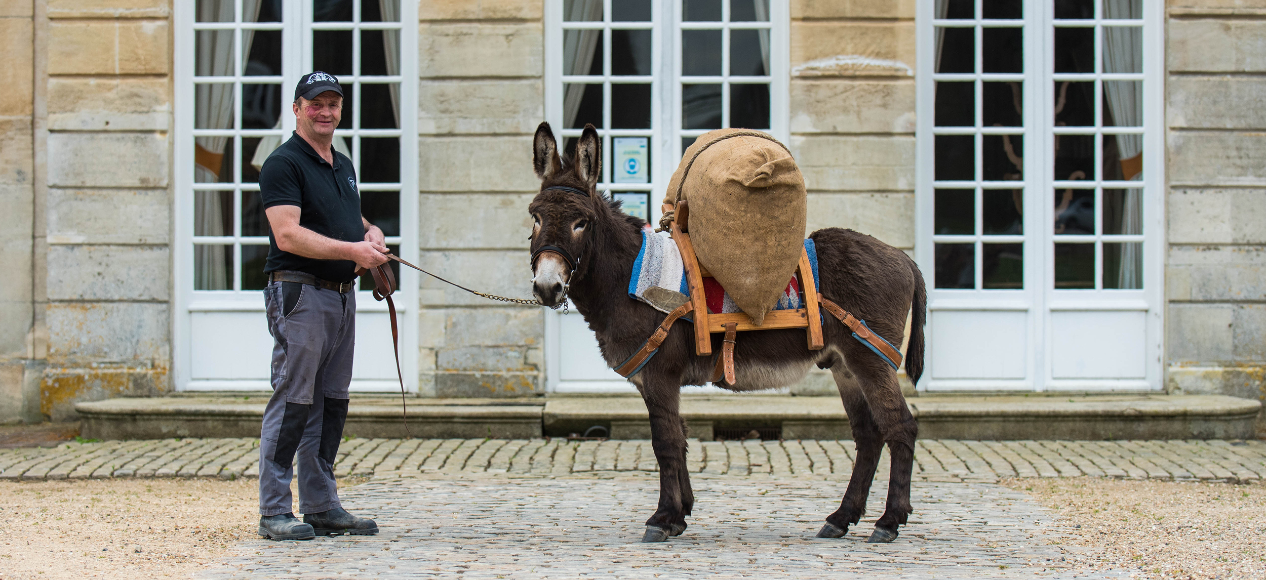 Une pépinière d’ânes au Haras National du Pin