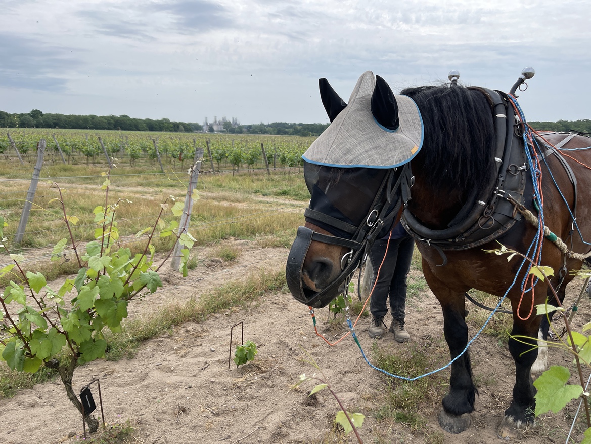 Chambord se met au cheval