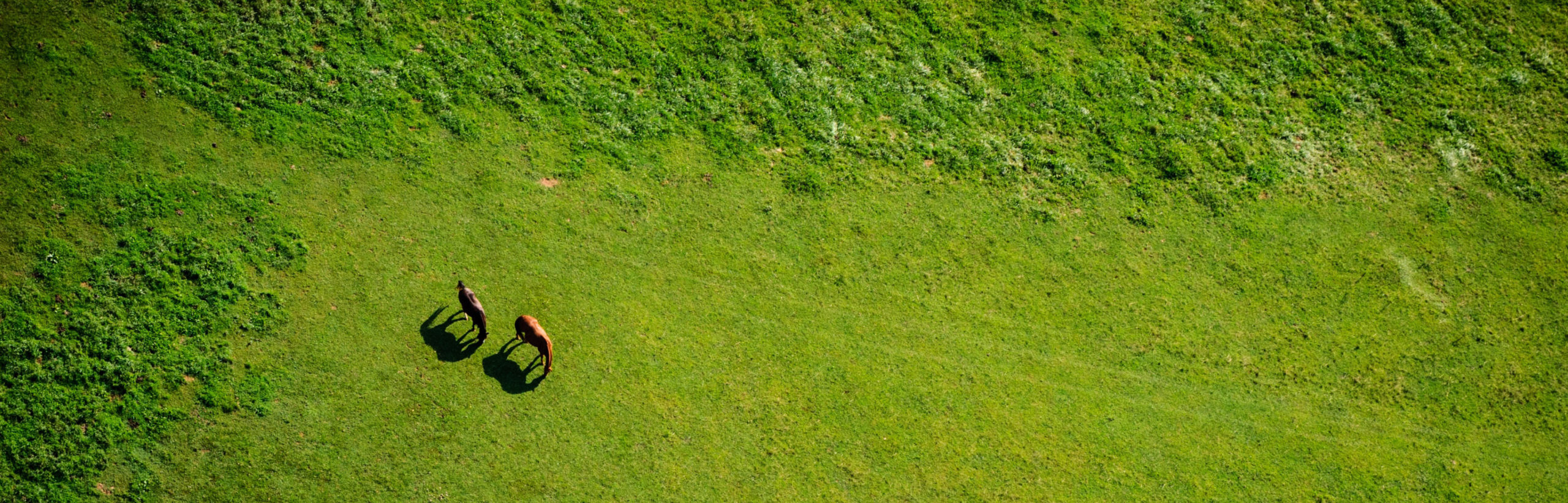 Gagnez en visibilité avec l’Annuaire du Cheval en Normandie!