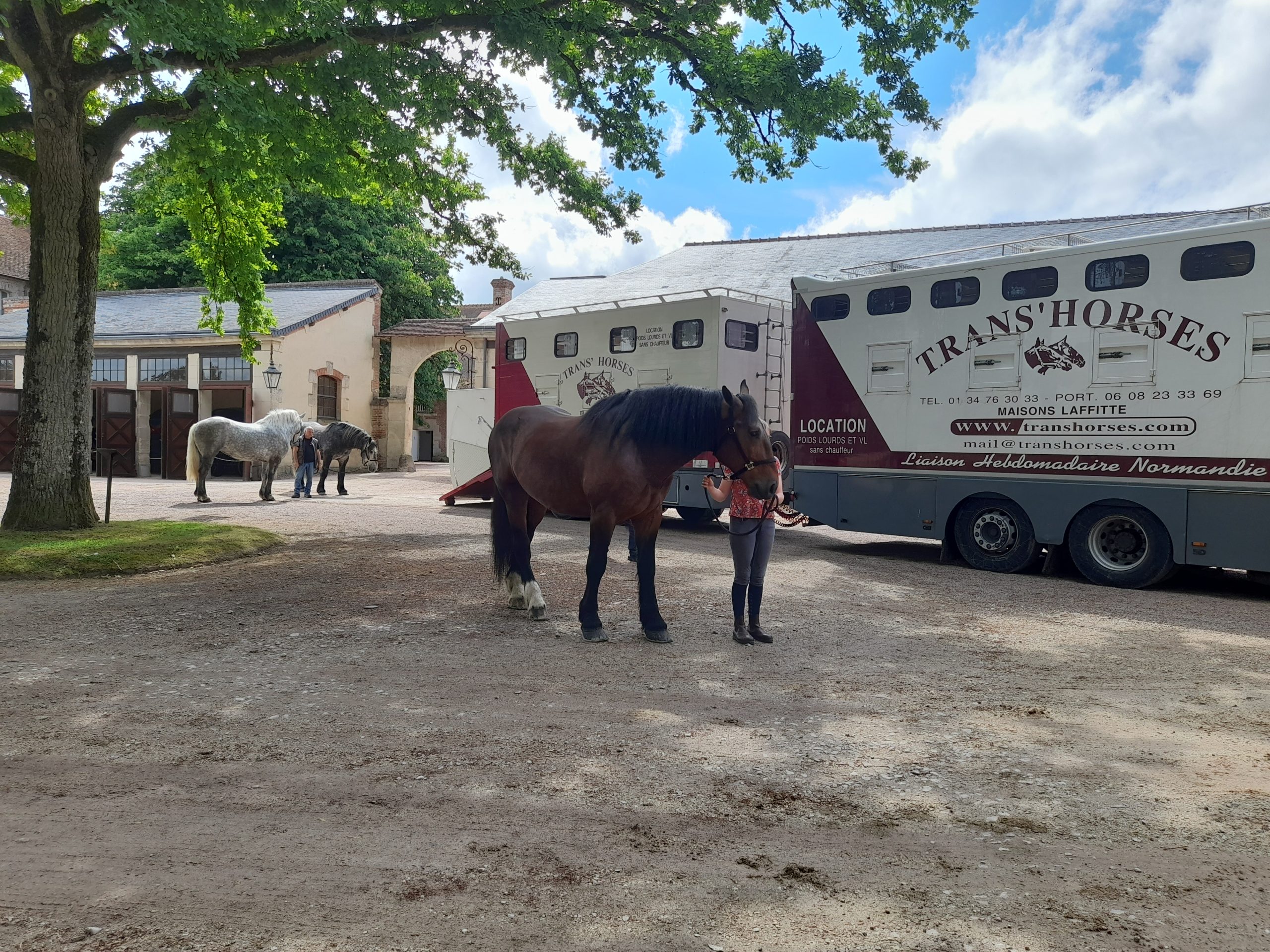Cinq chevaux normands en route vers la Belgique!