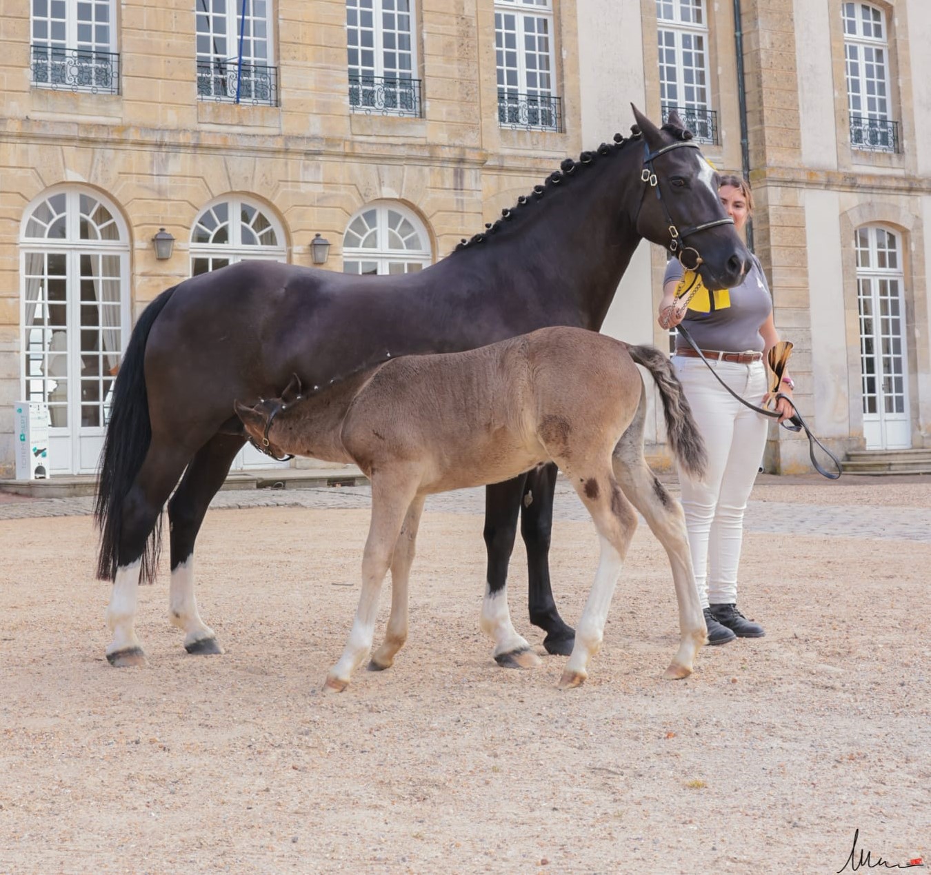 Un beau concours local modèle & allures multiraces poneys au Haras du Pin