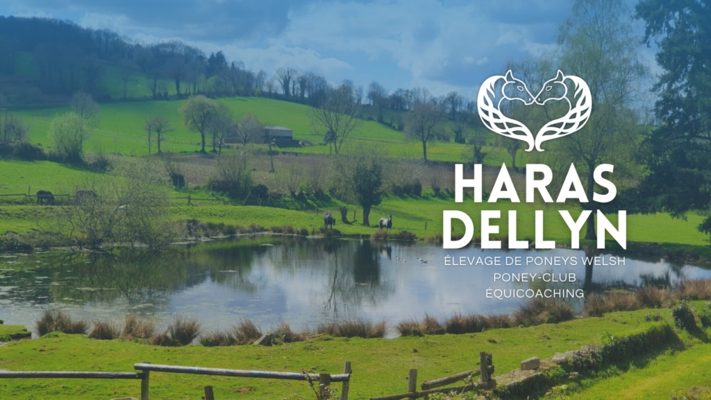 Le Haras Dellyn, un nouveau centre équestre dans la Manche, labellisé EquuRES
