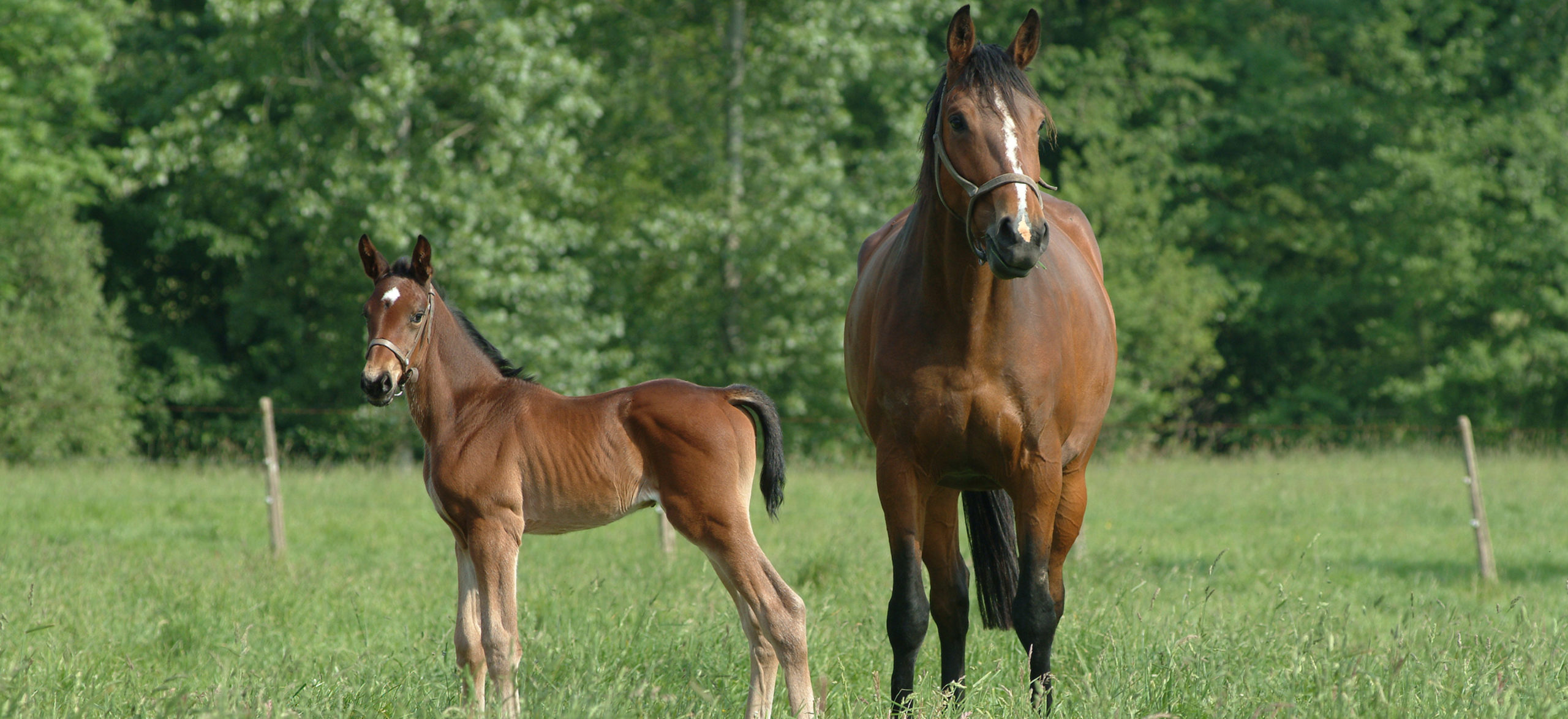 Vivre en Normandie au contact des chevaux