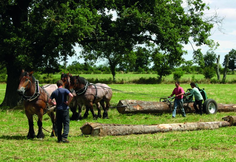 Cartographie des débardeurs au cheval en France