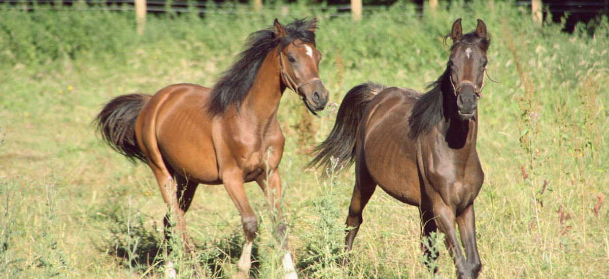 [ALERTE EXPLORATEURS] Aidez-nous à tester des séjours sur la thématique du cheval dans l’Orne !