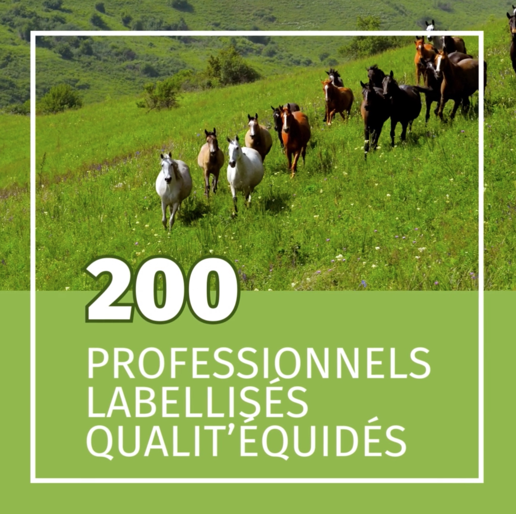 🎉 200 LABELLISÉS QUALIT'ÉQUIDÉS 🎉