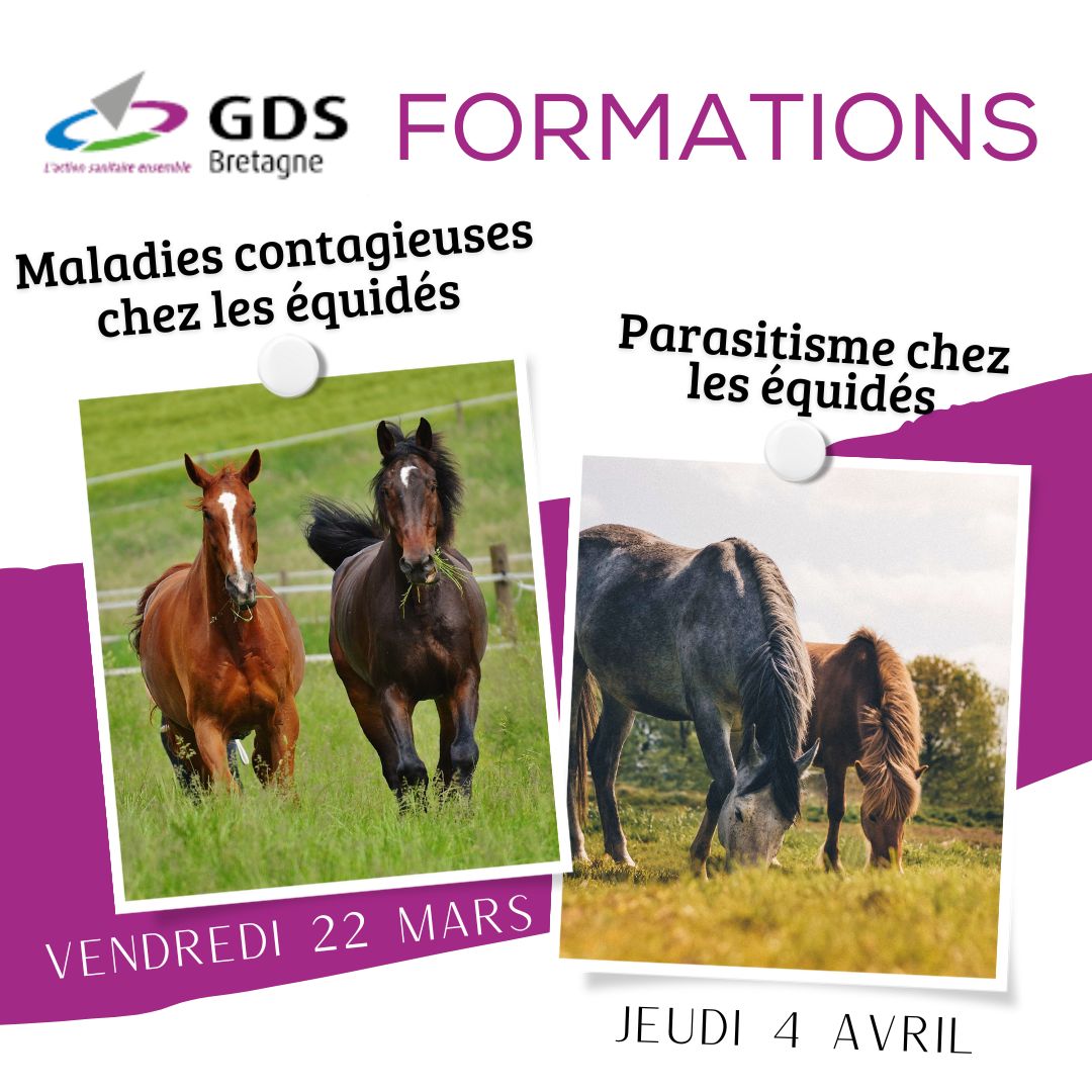 GDS Bretagne - formations pour la section équine