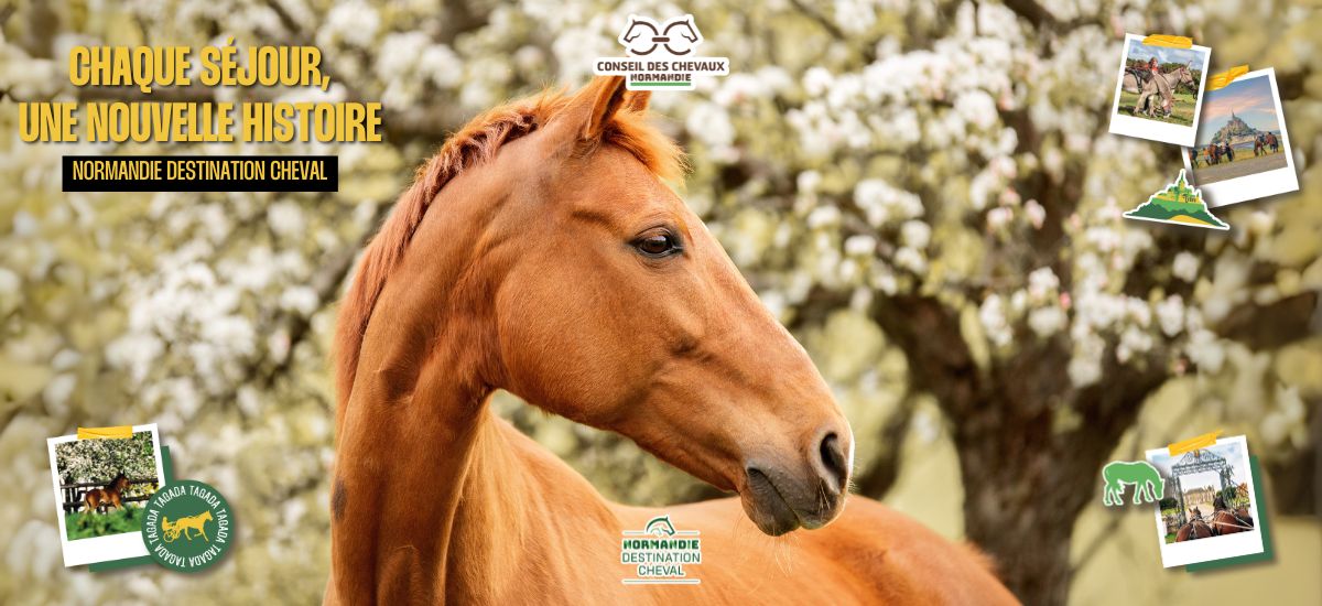 Normandie destination cheval, découvrez le nouveau guide 2025