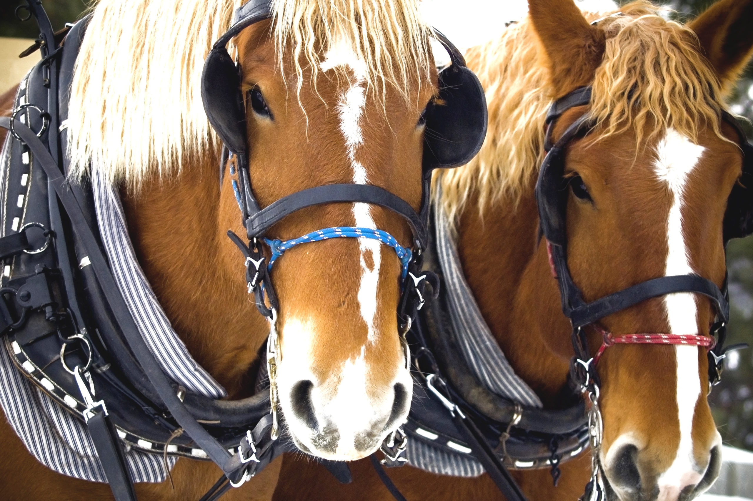 BILAN CCN 2023 : CONSTRUIRE UNE OFFRE TOURISTIQUE AUTOUR DU CHEVAL ET VALORISER LES SAVOIR-FAIRE NORMANDS