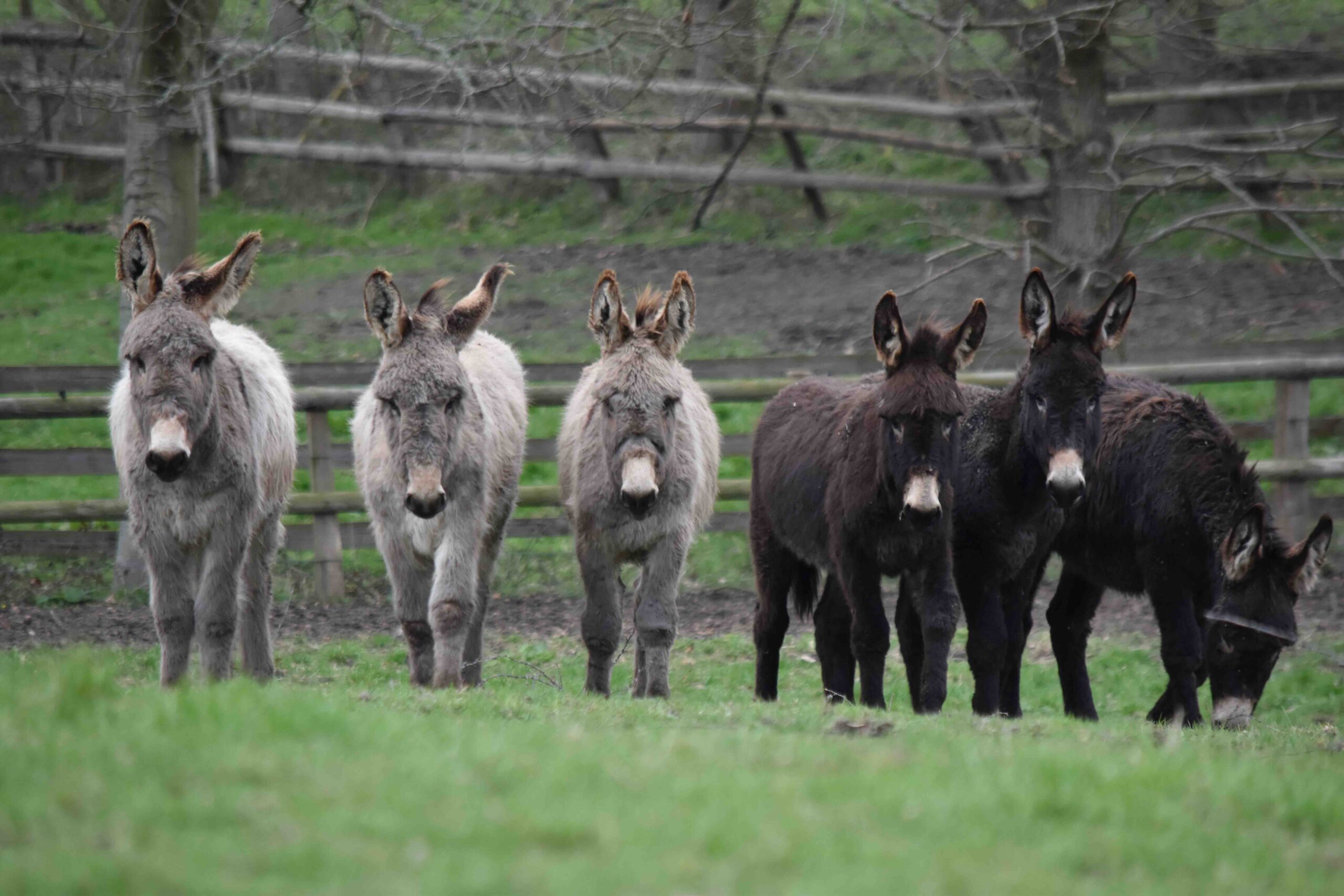 Les ânes de races normandes menacés