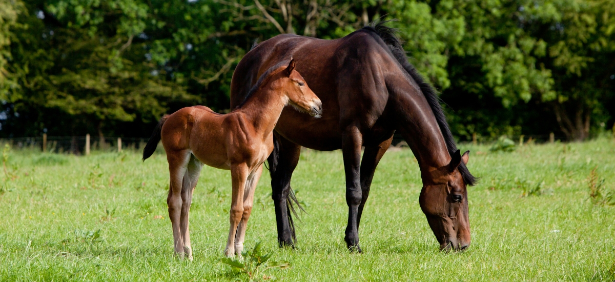 Plan Cheval Manche 2023-2027 : Vers une filière équine durable et inclusive