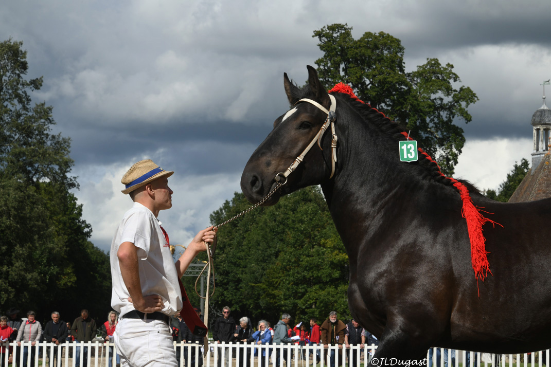 Les races patrimoniales se renouvellent au Haras du Pin