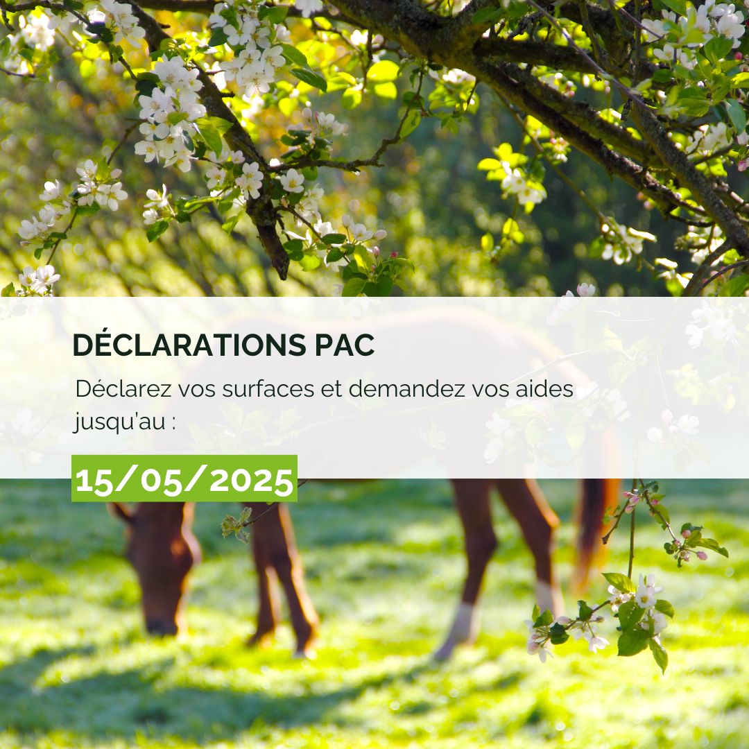 Telepac 2025 : plus que 15 jours pour déclarer !