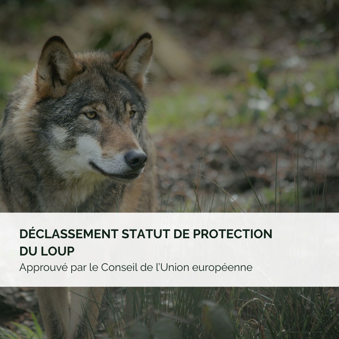Déclassement du statut du loup