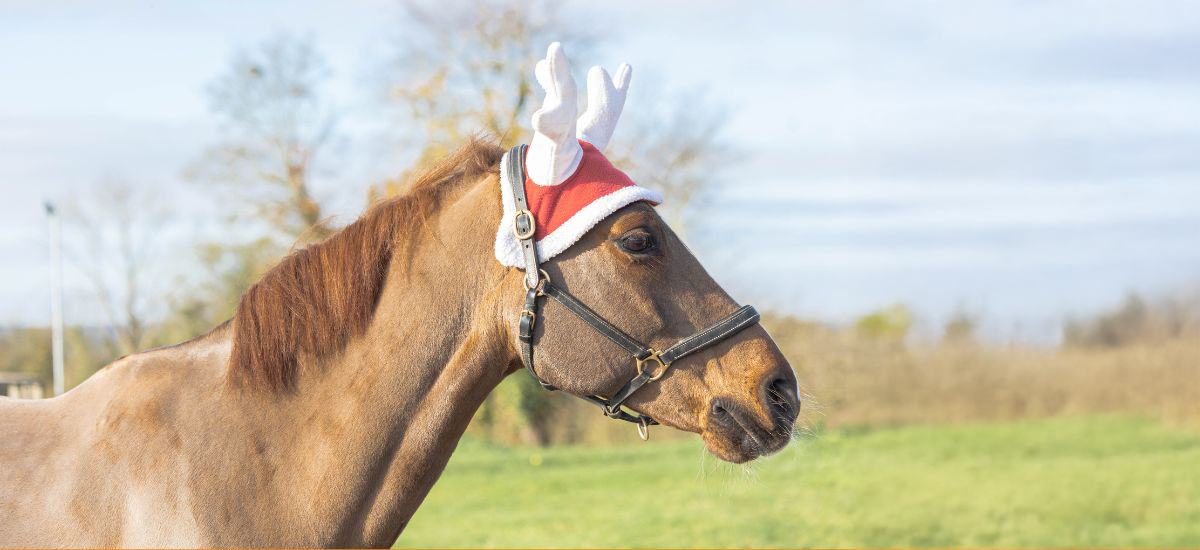 Offrez un Cadeau Unique avec le Conseil des Chevaux de Normandie
