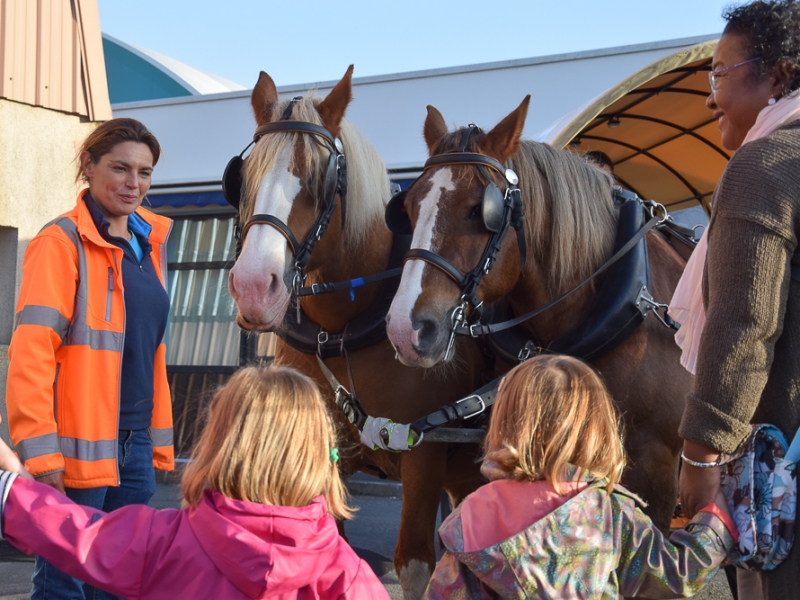 Non à l’interdiction des chevaux de trait : défendez Questembert en signant la pétition