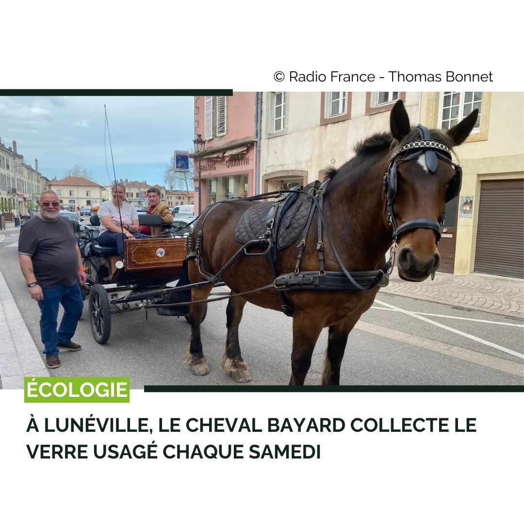 À Lunéville, le cheval Bayard collecte le verre usagé chaque samedi