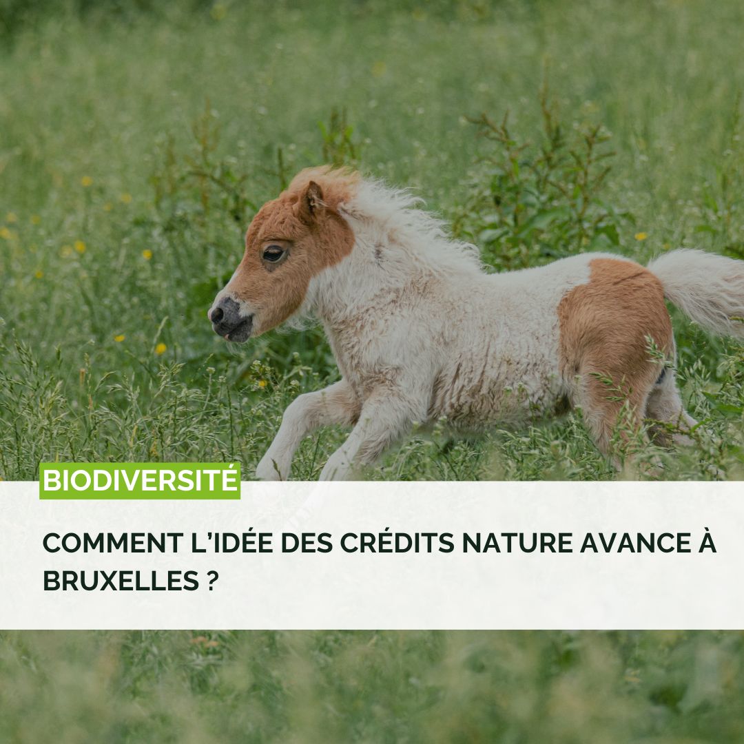 Comment l’idée des crédits nature avance à Bruxelles ?