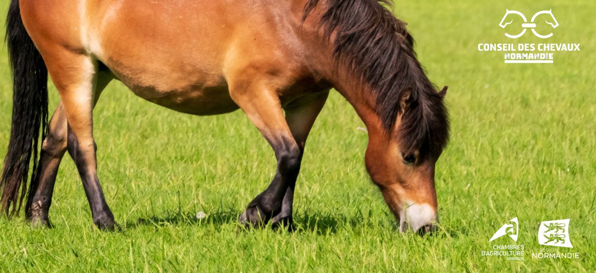 Réunion d’information sur les aides à la filière équine en Normandie