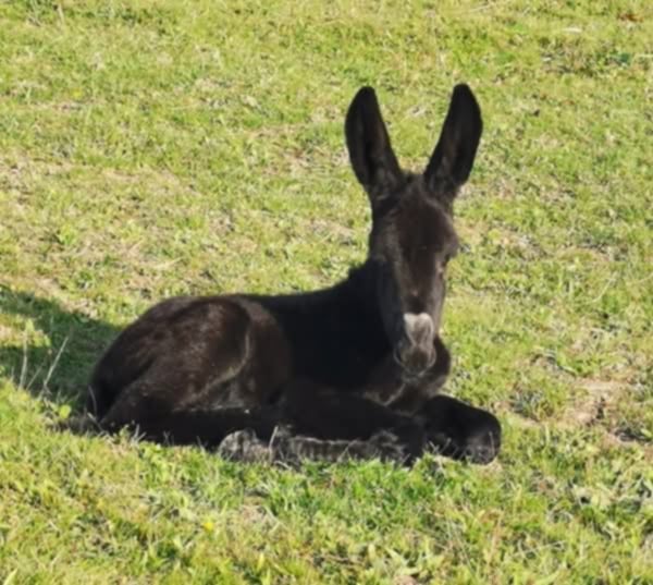 le premier anon suite à une insémination artificielle est né!
