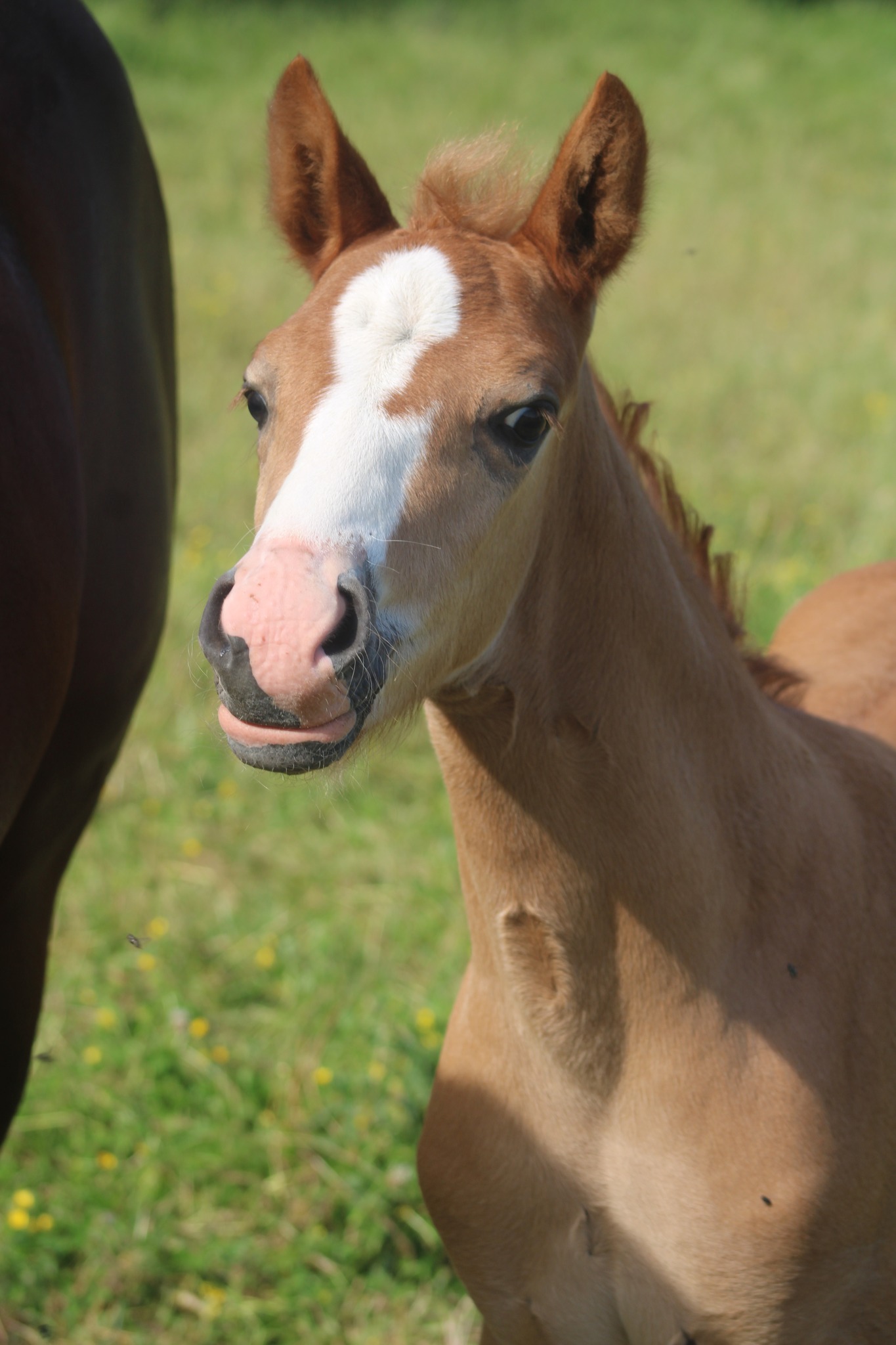 PCAE Élevage : ouverture de l'appel à projets et nouvelles conditions d'éligibilité