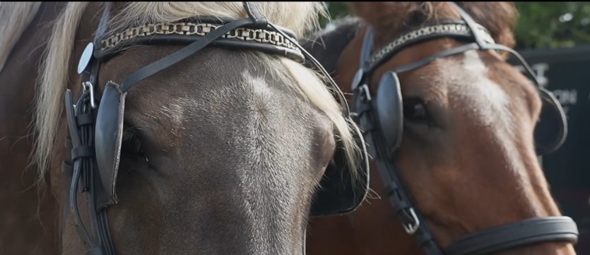 Attelage : découvrez cette discipline en région !
