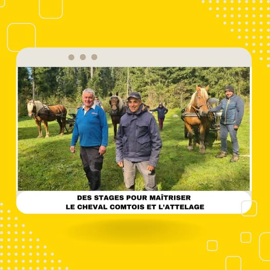 Des stages pour maîtriser le cheval comtois et l’attelage !