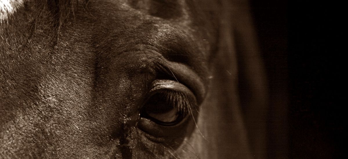 Le Conseil des Chevaux de Normandie élu au Conseil d’Administration de la Filière Cheval