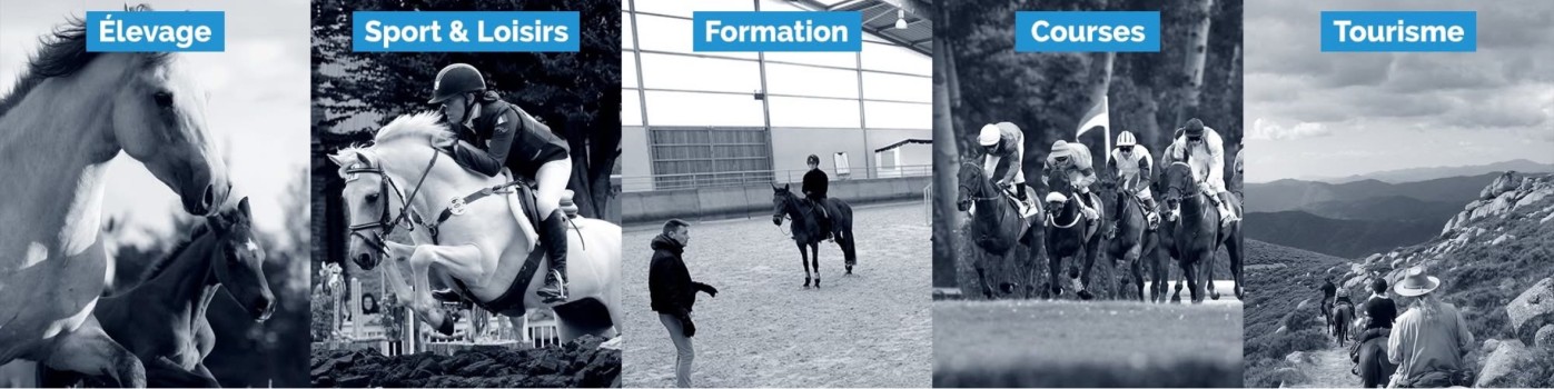 Le Conseil de la Filière Cheval Auvergne-Rhône-Alpes élu au Conseil d'Administration de la Filière Cheval