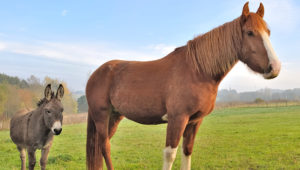 Nouveautés SIRE 2024