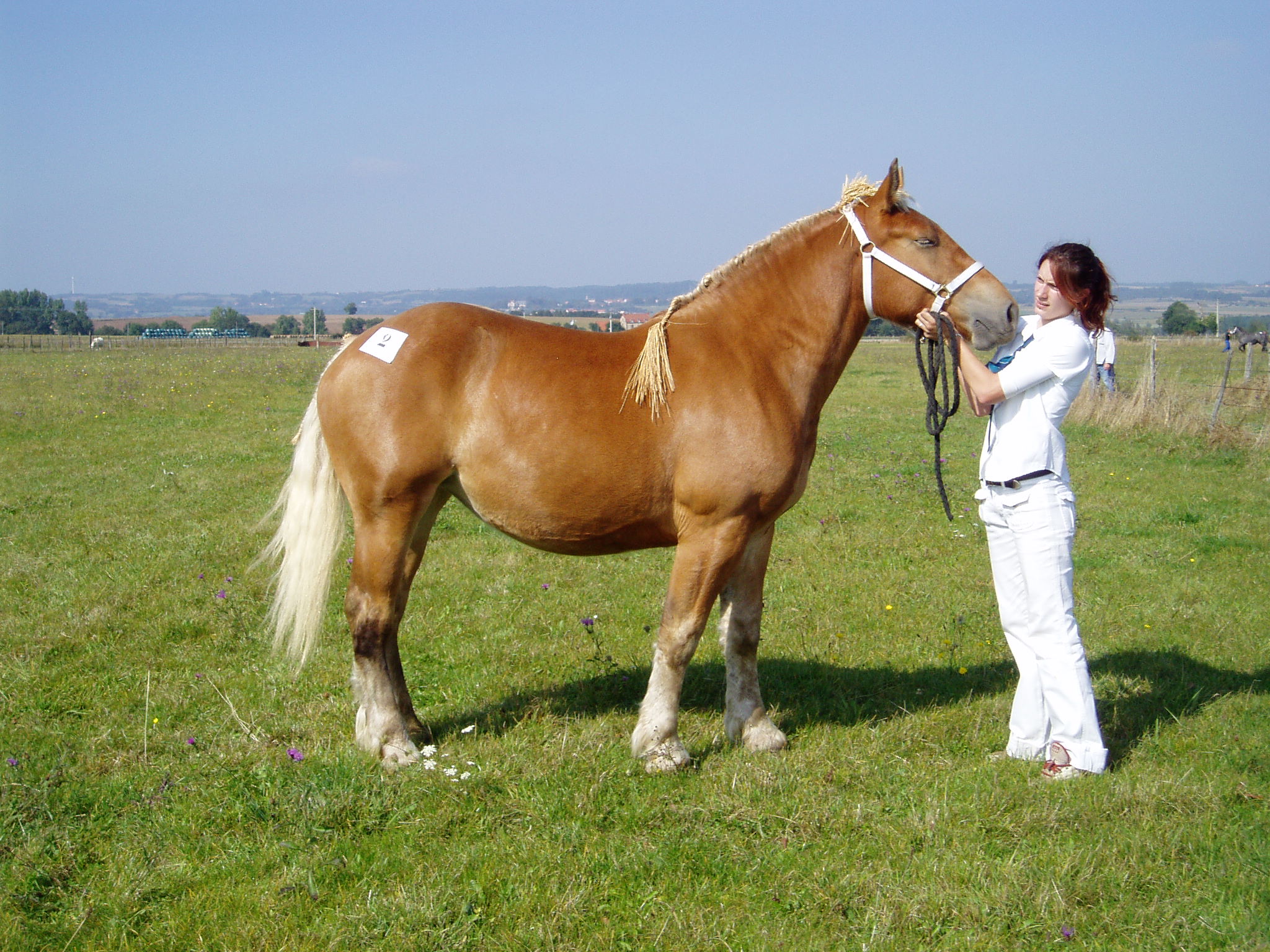 Chevaux de trait : des débouchés économiques pour préserver les élevages