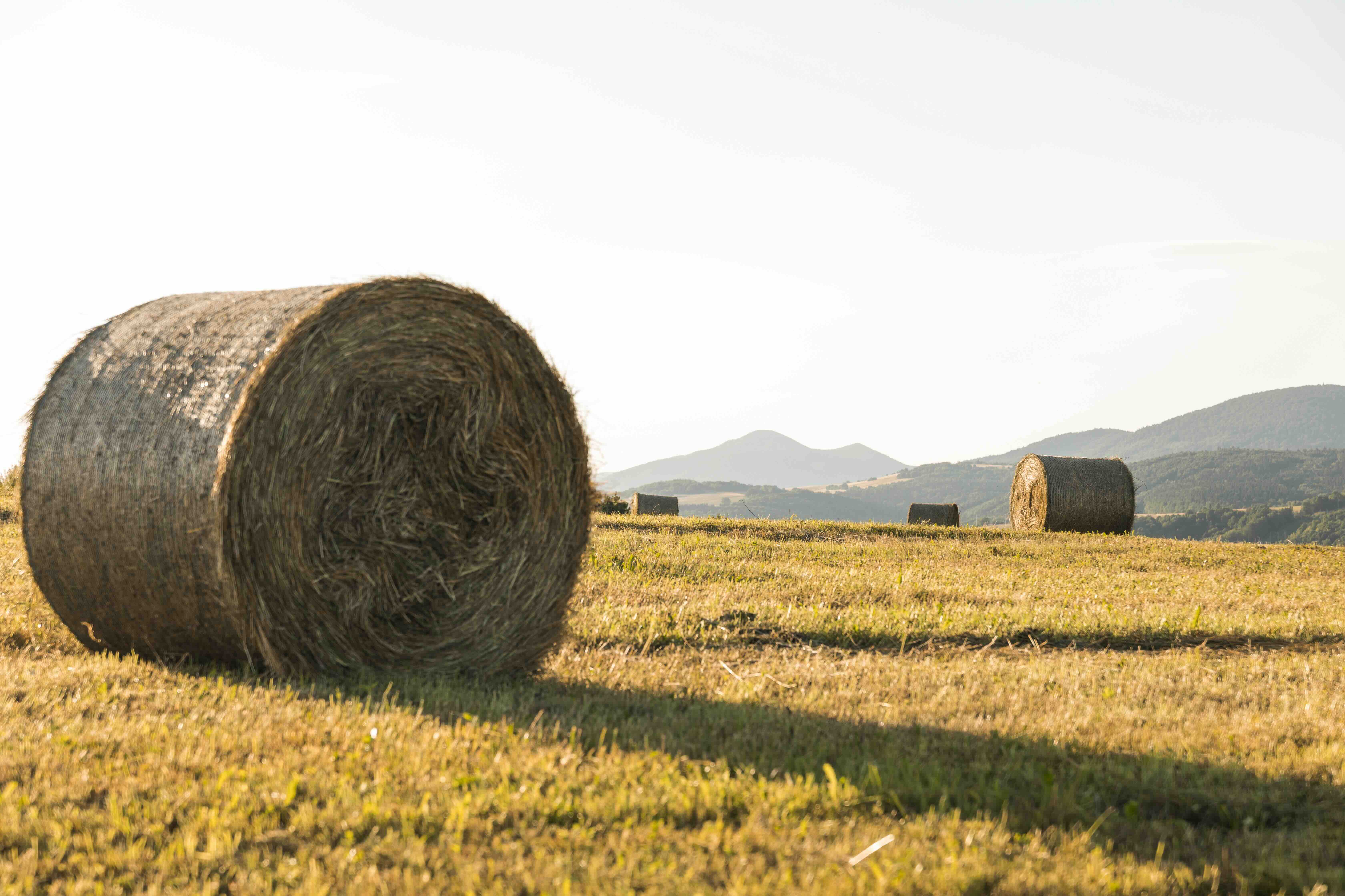 Sécheresse et fourrage : le Ministère de l'Agriculture envisage un plan de soutien !